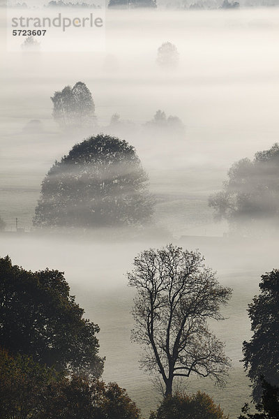 Deutschland  Bayern Loisach Moor  Blick auf Baum im Nebel