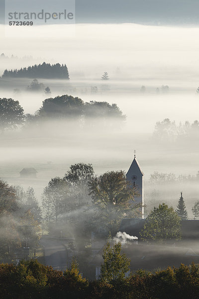 Deutschland  Bayern  Zell  Blick auf den Baum im Nebel
