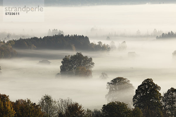 Deutschland  Bayern  Loisach Moor  Blick auf Baum im Nebel