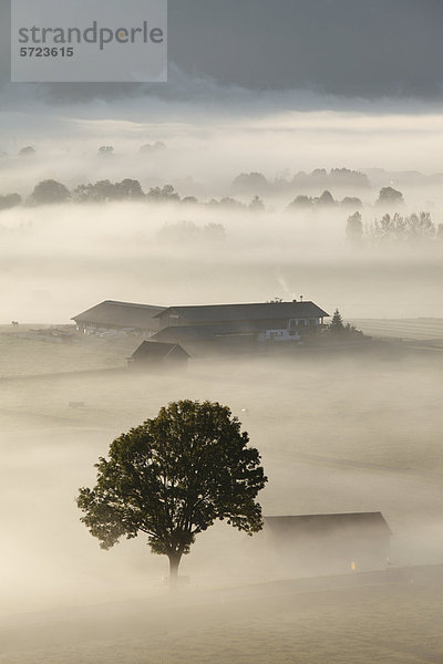 Deutschland  Bayern  Loisach Moor  Blick auf Baum im Nebel
