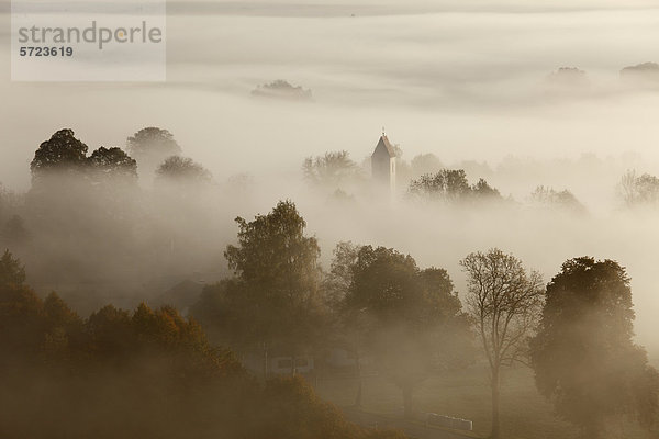Deutschland  Bayern  Zell  Blick auf den Baum im Nebel