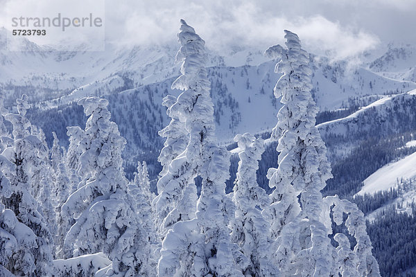 Österreich  Steiermark  Blick auf schneebedeckte Tannen auf der Gasselhohe