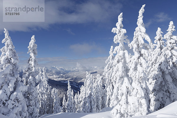 Österreich  Salzburger Land  Blick auf schneebedeckte Tannen am Berg