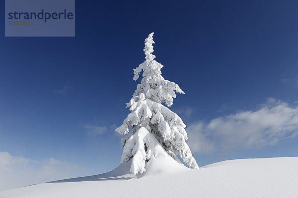 Österreich  Steiermark  Blick auf schneebedeckte Tannen auf der Gasslhohe