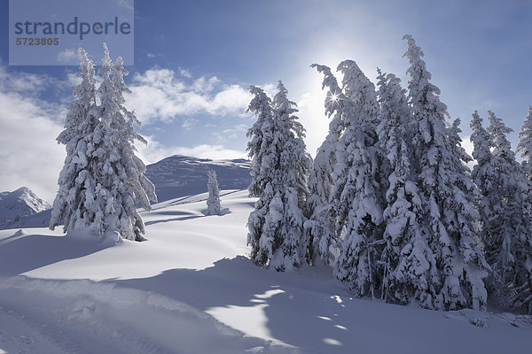 Österreich  Steiermark  Blick auf schneebedeckte Tannen auf der Gasslhohe