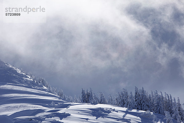 Österreich  Salzburger Land  Blick auf schneebedeckte Tannen auf der Gasslhohe