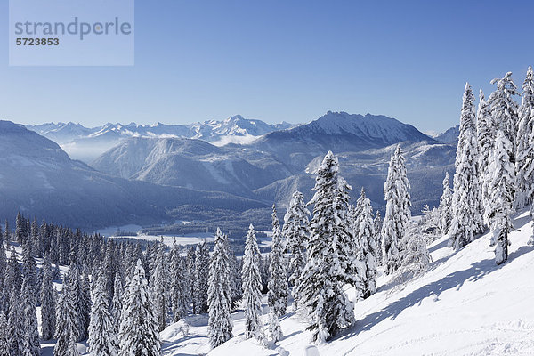 Österreich  Steiermark  Blick auf verschneite Tanne am Berg