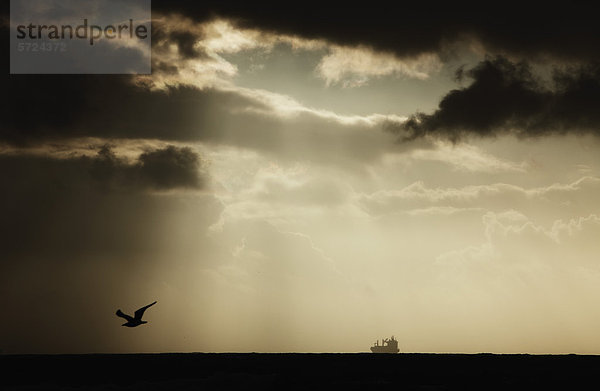Israel  Möwe fliegt bei Sonnenuntergang