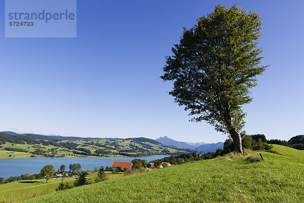 Österreich  Zell am Moos  Bergblick mit Irrsee