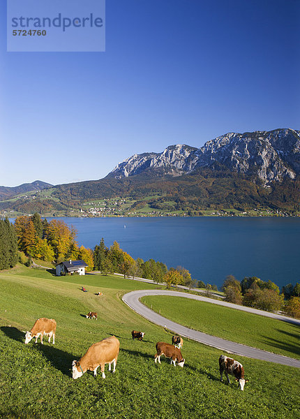 Österreich  Attersee  Blick auf den Höllenberg im Herbst mit grasenden Kühen im Vordergrund
