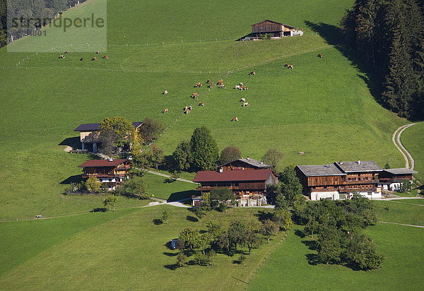 Österreich  Tirol  Alpach  Bergbauernhof  Kühe grasen im Alpbachtal