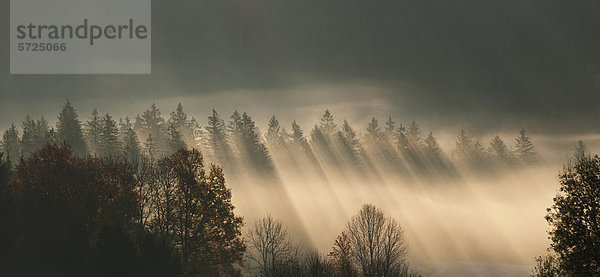Österreich  Sonnenstrahl auf Nebelwald im Herbst