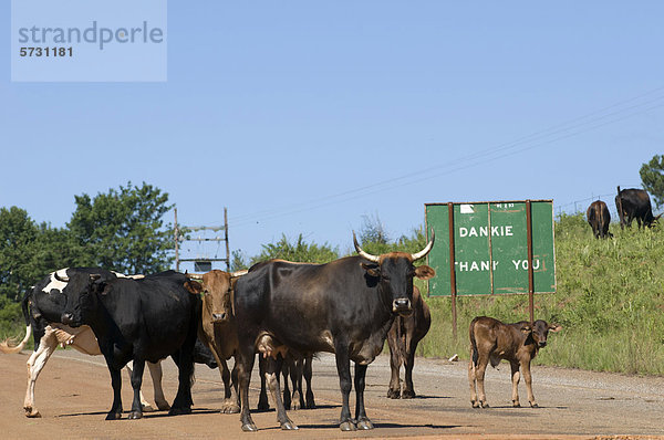 Kühe auf der Straße  Mpumalanga  Südafrika  Afrika