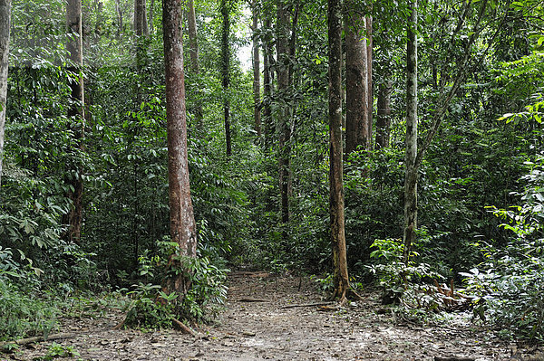 Amazonas-Regenwald  Belem  Bundesstaat Para  Brasilien  Südamerika