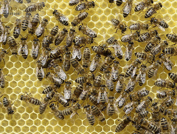 Frisch ausgebaute Bienenwabe mit Arbeiterbienen (Apis mellifera var. carnica)