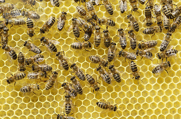 Frisch ausgebaute Bienenwabe mit Arbeiterbienen (Apis mellifera var. carnica)