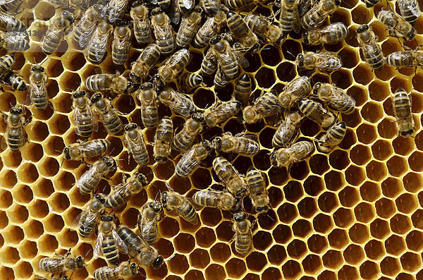 Honigbienen (Apis melifera var. carnica) auf Brutwabe mit frisch gelegten Eiern in Wabenzellen