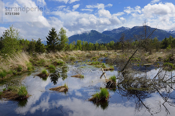 Alpen Sumpf Vorgebirge Teich