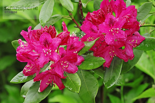 Rhododendron (Rhododendron spec.)  Blüten