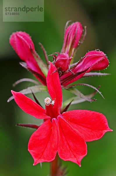 Lobelie  Prachtlobelie  Staudenlobelie oder Garten-Lobelie (Lobelia x speciosa)  Blüte