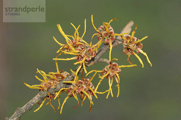 Zaubernuss (Hamamelis intermedia)  Zweig mit Blüten  Gartenpflanze  Ziergehölz