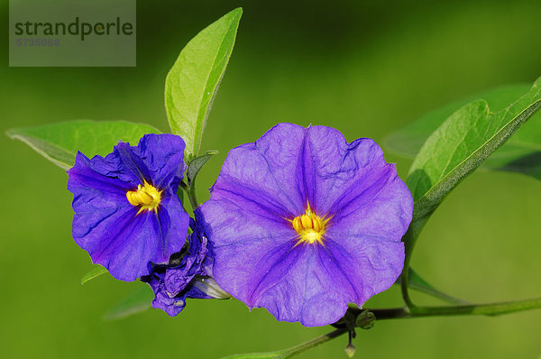 Blauer Kartoffelbaum oder Enzianstrauch (Solanum rantonnetii)  Blüten  Zierpflanze  Gartenpflanze