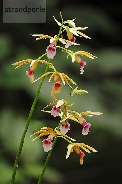 Pracht-Orchidee (Phaius tankervilleae)  Vorkommen in Australien  Bergkamen  Nordrhein-Westfalen  Deutschland  Europa