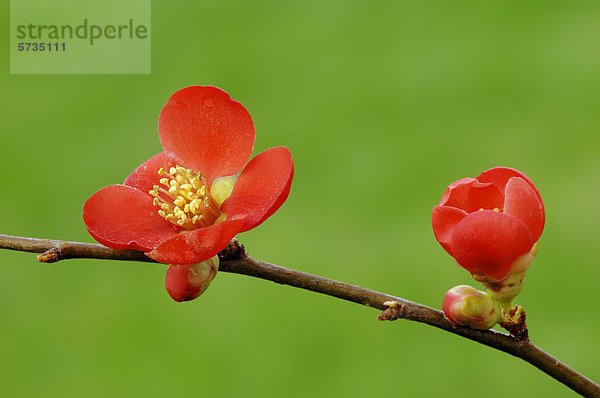 Japanische Zierquitte (Chaenomeles japonica)  Zweig mit Blüten  Vorkommen in Asien  Zierpflanze