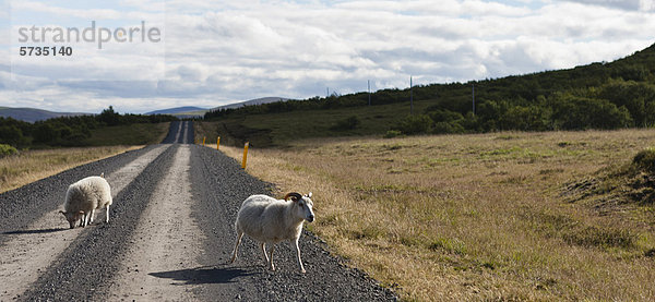 Schafwandern auf Schotterstraße  Island