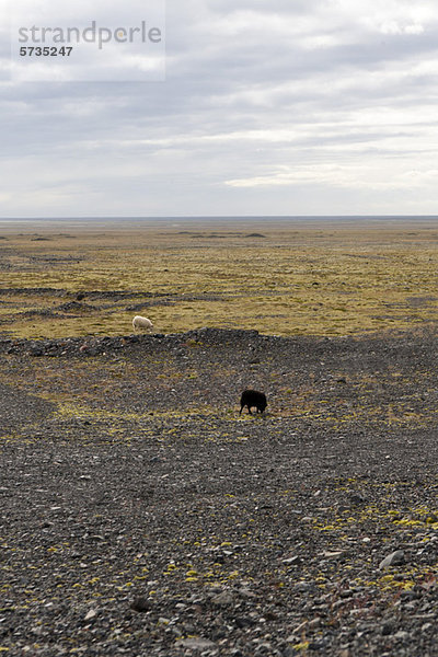 Island  Schafe weiden in halb karger Landschaft