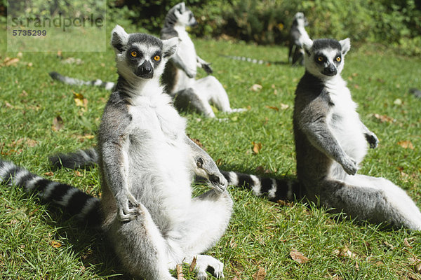 Ringelschwanz-Lemuren (Lemur catta)