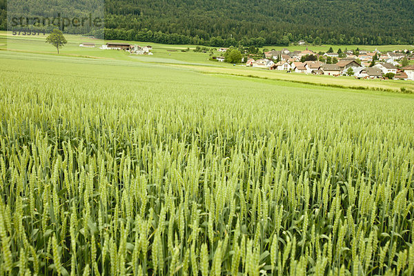 Weizenfeld mit weithin sichtbarem Dorf
