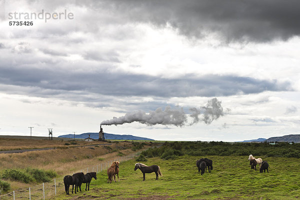 Islandpferde auf der Weide mit geothermischem Dampf im Hintergrund  Island
