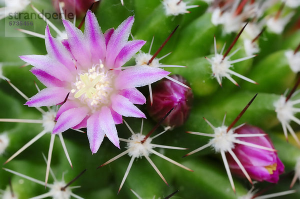 Warzenkaktus (Mammillaria spinosissima)  Blüte  Vorkommen in Nordamerika  Zierpflanze