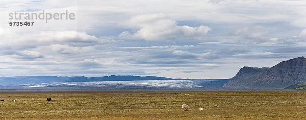 Island  Panoramablick auf weidende Schafe mit Gletscher im Hintergrund