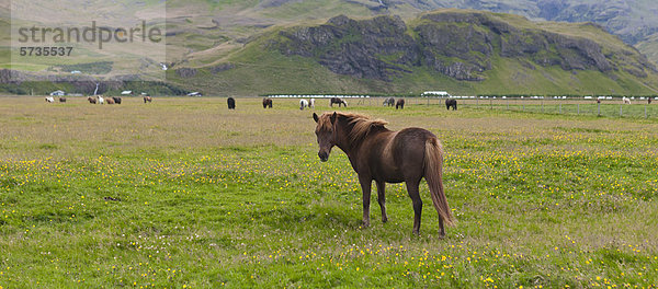 Islandpferd auf der Weide  Island