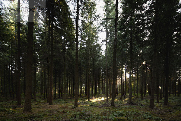 Ruhiger Wald