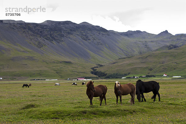 Islandpferde auf der Weide mit Bergen im Hintergrund  Island