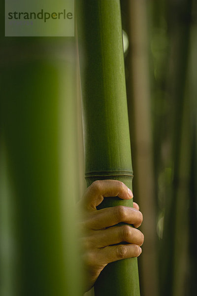 Handberührender Bambus