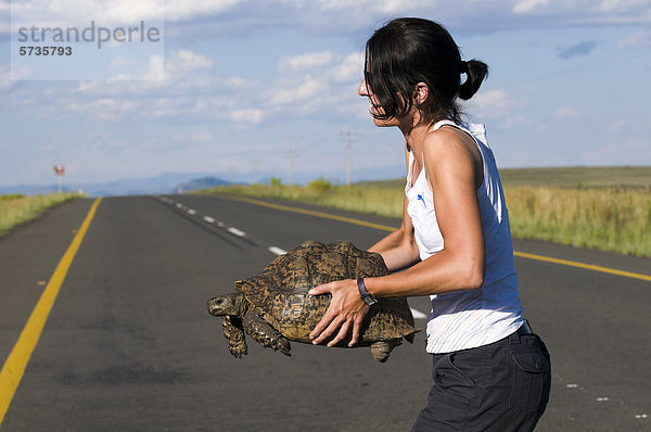 Frau trägt Pantherschildkröte (Stigmochelys pardalis) von der Straße  Südafrika  Afrika