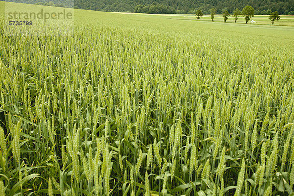 Weizenanbau auf dem Feld