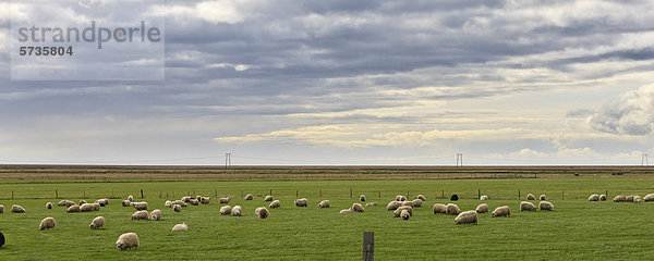 Island  Panoramablick auf weidende Schafe im Feld
