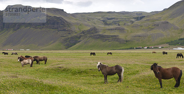 Islandpferde auf der Weide  Island