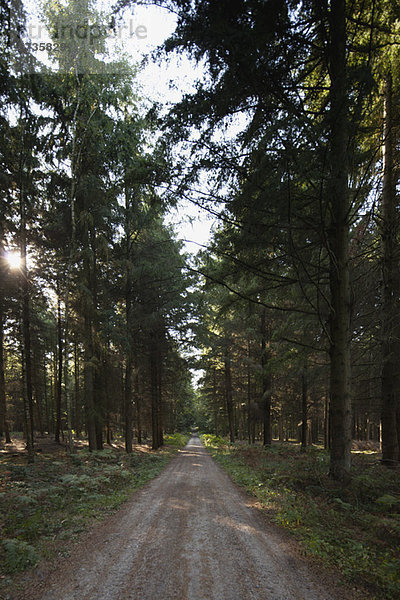 Schotterstraße durch den Wald
