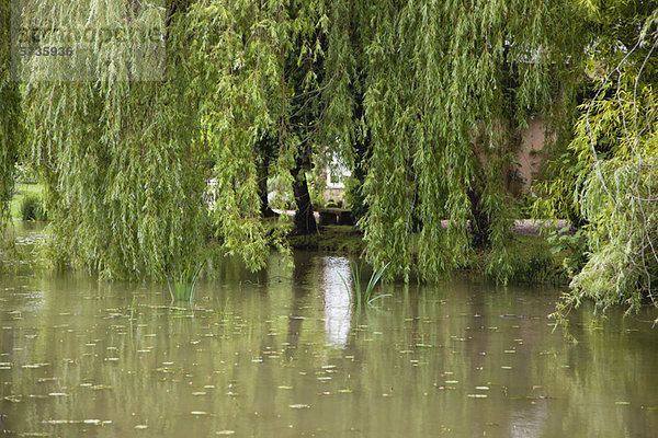 Weidenbäume neben dem Teich