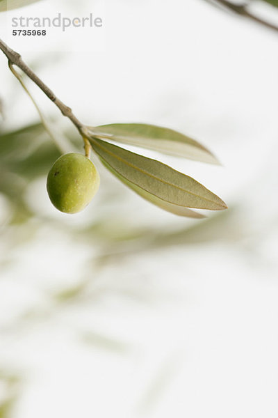 Olivenanbau am Baum
