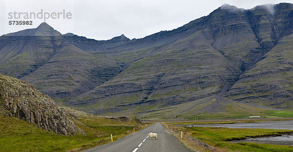 Island  Schafskreuzung in Berglandschaft