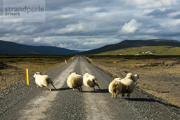Island  Schafe auf Schotterstraße  Rückansicht