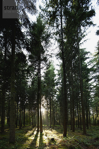 Sonnenlicht  das durch Bäume im Wald scheint