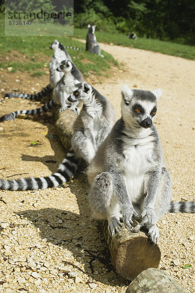 Ringelschwanz-Lemuren (Lemur catta) am Stamm aufgereiht